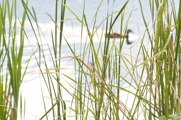 Tall Grass Duck Background