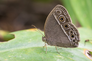 Image of Common Bushbrown Butterfly (Mycalesis perseus Fabricius, 1775) on green leaves. Insect Animal.