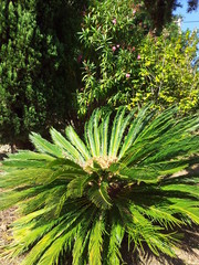 Palmier de madagascar