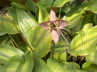 Black bat flower (Tacca Chantrieri ) in a Singaporean garden
