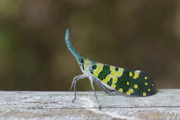 Image of Pyrops viridirostris lantern bug or lanternfly (Pyrops oculata) on tree. Insect. Animal.