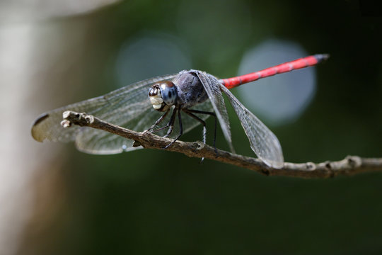 Image of dragonfly perched(Lathrecista asiatica)on a tree branch. Insect, Animal