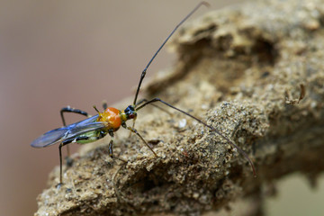 Image of an Assassin bug on nature background. Insect. Animal