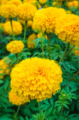 Beautiful yellow marigolds flowers growing in the garden.