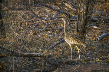 Black-bellied bustard in Kruger National park, South Africa