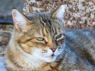 europäische Katze Hauskatze