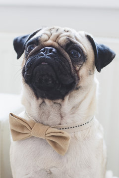 Portrait of a pug-dog wearing a bow tie