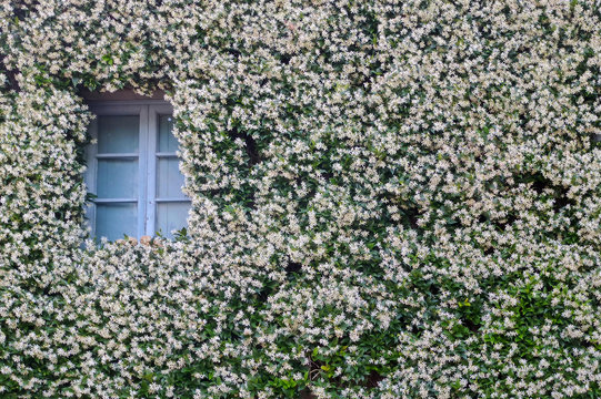 Italian house completely covered with flowers