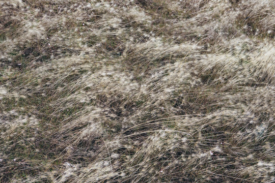 Windswept wild grasses in meadow