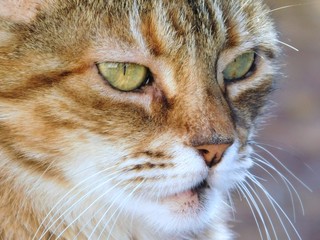 europäische Katze Hauskatze