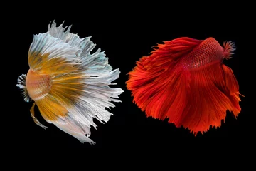 Keuken foto achterwand The movement beautiful of the tail of siam betta fish in thailand on black background. © Soonthorn