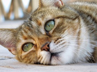 europäische Katze Hauskatze