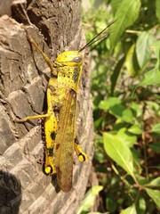 Large Marsh Grasshopper, Stethophyma grossum in Malaysia