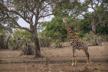 Giraffe in Kruger National park, South Africa