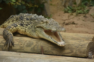 Crocodile with mouth opened