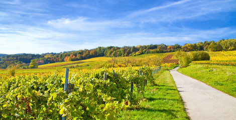 Naklejka premium Herbstzeit mit Weinbergen in der Pfalz