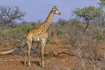 Giraffe in Kruger National park, South Africa