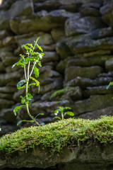 Plant on the stone roof