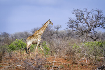 Giraffe in Kruger National park, South Africa