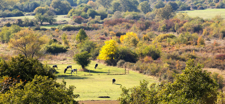 Idyllic autumn landscape in the near Bitola,Macedonia with cows 