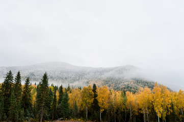 larch and fir on a background of snow-capped mountains