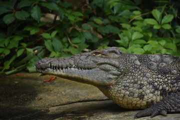 Crocodile