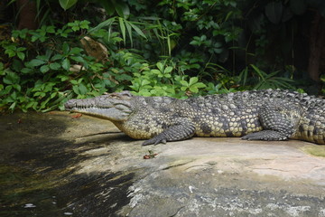 Crocodile