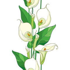 Vector seamless pattern with outline Calla lily flower or Zantedeschia. Pastel flower, bud and green leaves on the white background. Floral pattern in contour style with calla for summer design.