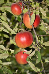 Red ripe apples on a tree branch.