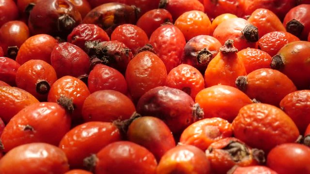 Harvested rose hips pile footage - Food ingredient of Rosa canina drying close-up
