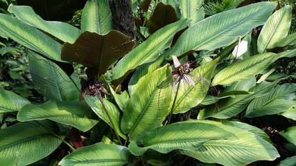 Black bat flower ( Tacca Chantrieri ) in a Singaporean garden