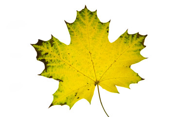 autumn leaves isolated on the white background