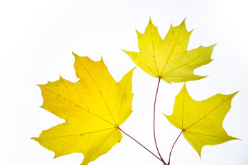 autumn leaves isolated on the white background