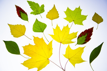autumn leaves isolated on the white background