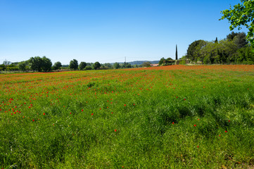 Field of blooming poppies