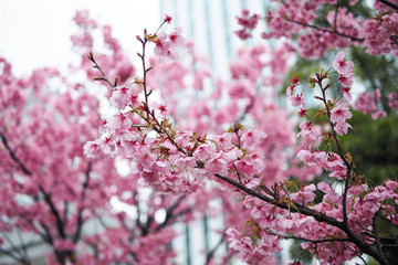 The Cherry blossom blooming season in Japan