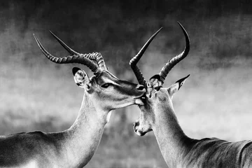 Plexiglas foto achterwand Impala affectie ( Aepyceros melampus ) Twee mannelijke impala& 39 s hebben een intiem moment tijdens een tijd van strijd, de bronsttijd. Zwart en wit. © EtienneOutram