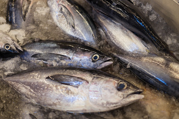 Skipjack Tuna ready to be sold in fish market.;