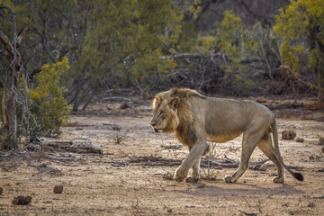 African lion in Kruger National park, South Africa