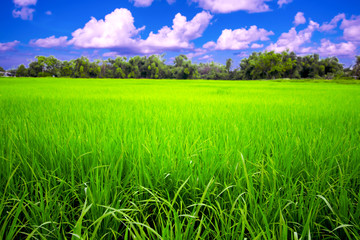 Green rice field on beautiful blue sky