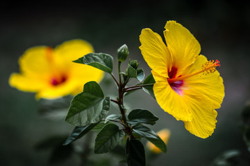 Yellow Hibiscus in Bloom