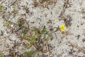 Spotted or annual rock-rose