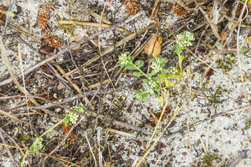 Four-leaved allseed or fourleaf manyseed