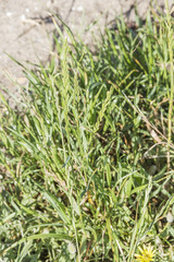 Sand couch-grass