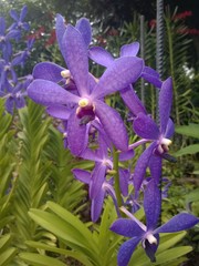 Mokara Chao Phraya Blue Boy orchid in a Singaporean garden