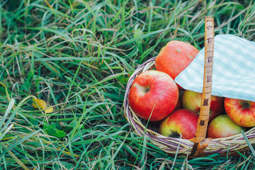 red apples on the grass in a basket
