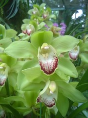 Green Cymbidium Orchids in a Singaporean garden