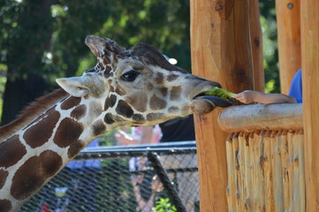 Giraffe at the feeding station