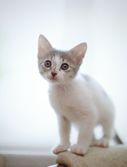 Kitten of a color, white with spots