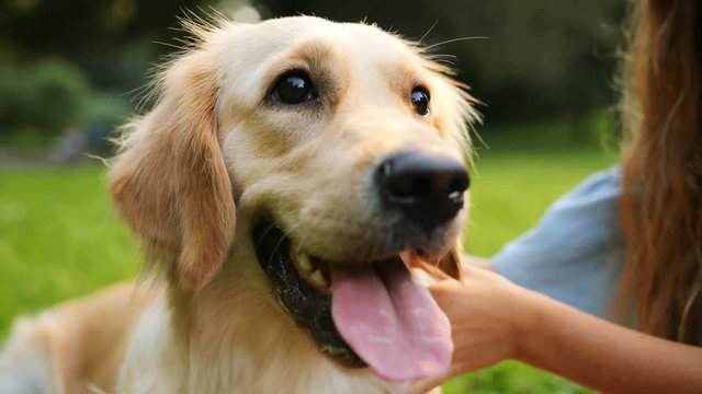 Close up. Portrait of a beautiful golden retriever and a blond teen girl caressing it. Blurred background. Outdoors in the park